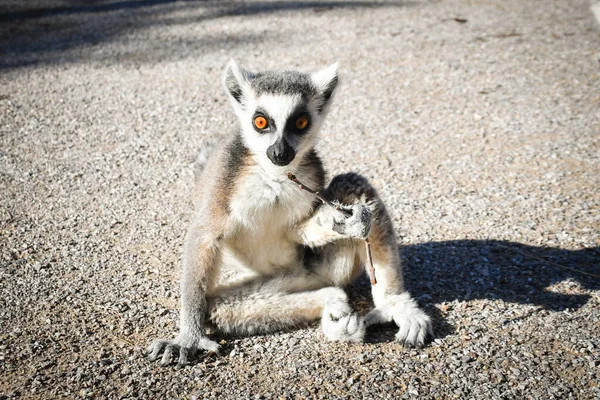 Lemur Kata Trávu Kterou Našel Podlaze — Stock fotografie