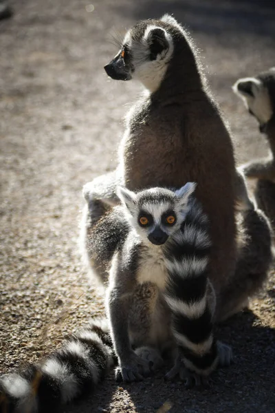 Lemur Kata Frisst Gras Das Auf Dem Boden Gefunden Hat — Stockfoto