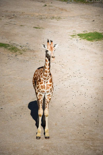 Angolska Żyrafa Giraffa Camelopardalis Angolensis Znana Również Jako Żyrafa Namibii — Zdjęcie stockowe