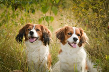 Kooikerhondje köpeklerinin portresi. Çok tatlı bir köpek..