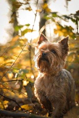 Yorkshire ormanda duruyor. Sonbahar portresi..
