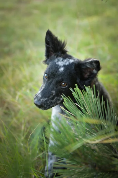 Портрет Собачьего Щенка Муди Такая Милая Собака — стоковое фото