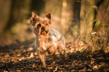 Yorkshire ormanda duruyor. Sonbahar portresi..