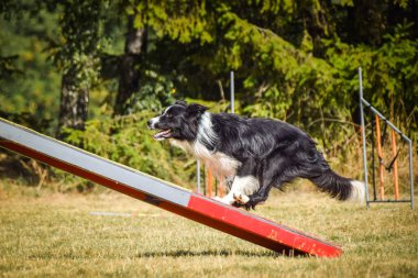 Çeviklik dengesinde bir köpek. Czech çeviklik yarışmasında harika bir gün. Ortanca uzmanlar. Anlamı A2..