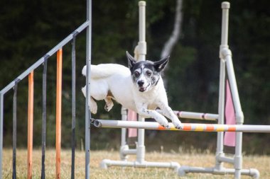 Köpek engellerin üzerinden atlıyor. Czech çeviklik özel eğitiminde harika bir gün.