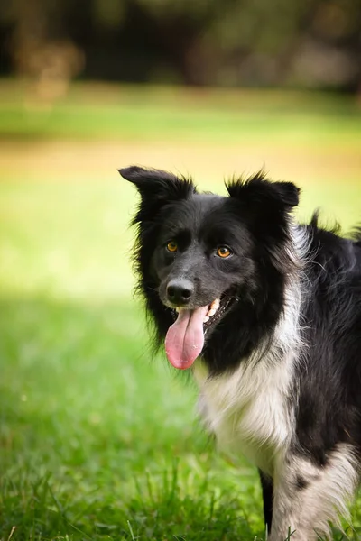 Otoño Cara Borde Tricolor Collie Tan Lindo Las Hojas Tiene —  Fotos de Stock