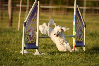 Köpek engellerin üzerinden atlıyor. Czech çeviklik özel eğitiminde harika bir gün.