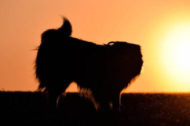 Border collie is running in the sunset. Amazing walk in the sun. Amazing evening with sun.