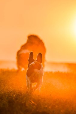 French buldog is standing in the sunset. Amazing walk in the sun. Amazing evening with sun.