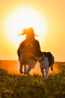Border collie and french buldog are running in the sunset. Amazing walk in the sun. Amazing evening with sun.