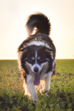 Border collie is running in the sunset. Amazing walk in the sun. Amazing evening with sun.