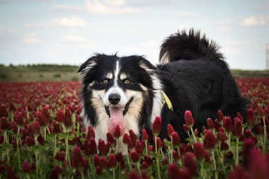 Border Collie, Crimson Clover 'da duruyor. Çok komik bir yüzü var, gülümsüyor.