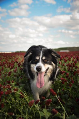 Border Collie, Crimson Clover 'da duruyor. Çok komik bir yüzü var, gülümsüyor.