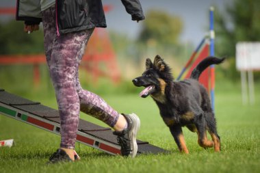 Köpek çimenlerde koşuyor. O çok çılgın bir köpek..