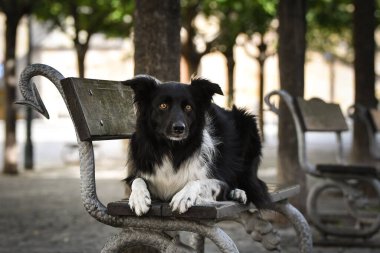 Sınır çobanı bankta yatıyor. Köpek Prag 'da şehir merkezinde..