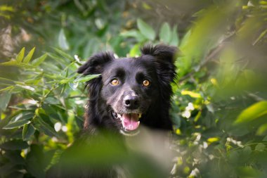 Üç renkli renkteki çoban köpeğinin güz yüzü yaprakların içinde çok tatlı. Çok güzel bir yüzü var..