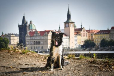 Border collie şehir merkezinde oturuyor. Prag 'ın merkezinde. Çok sabırlı bir model..