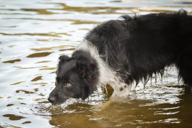 Border collie suda bir av sopası. Islak bir köpek..