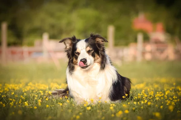 犬は花の中の草の中に横たわっている 彼女は旅行中でとても幸せな犬です — ストック写真