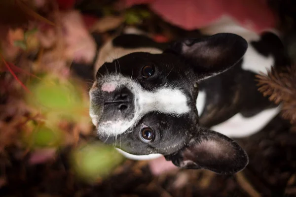 Foto Van Een Geweldige Jung Boy Franse Buldog Hij Zit — Stockfoto