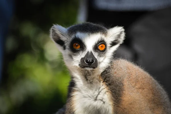 Lemur Kata Está Sentado Suelo Mirando Lente — Foto de Stock