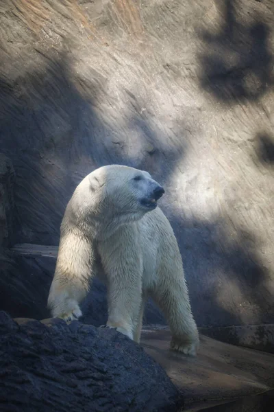 Hayvanat Bahçesindeki Kutup Ayısı Tutsak Bir Hayvan Kuzey Ayısı — Stok fotoğraf