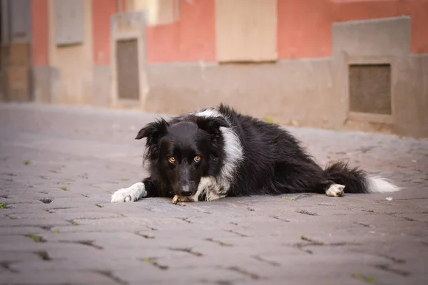 Border Collie Laying City Center She Center Prague She Patient — Foto Stock