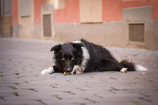 Border Collie Laying City Center She Center Prague She Patient — Zdjęcie stockowe