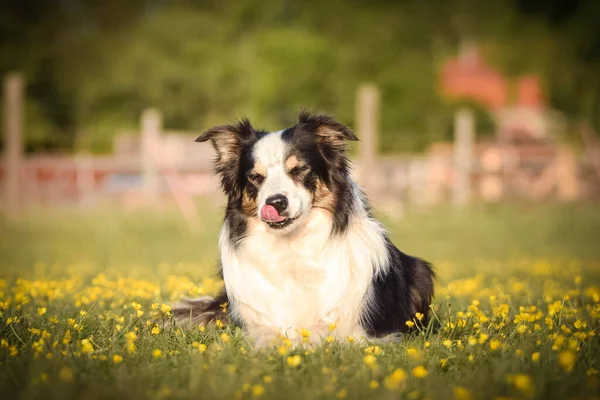 Pies Leży Trawie Kwiatach Jest Taka Szczęśliwa Wycieczce Zdjęcia Stockowe bez tantiem