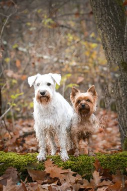 Yorkshire ve Schnauzer ormanda duruyorlar. Sonbahar portresi.