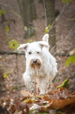 Schnauzer ormanda duruyor. Sonbahar portresi..
