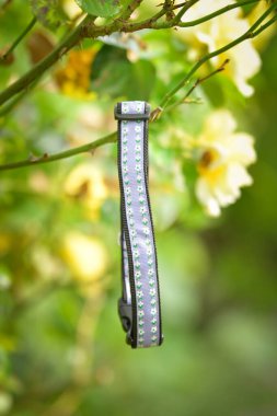 Her köpek için güzel bir tasma. Herkes çok yakışmış.!