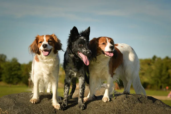 Πορτρέτο Τριών Σκύλων Κάθονται Στη Φύση Του Καλοκαιριού — Φωτογραφία Αρχείου