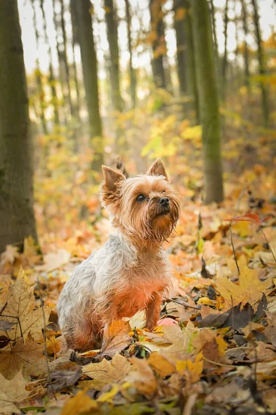 Yorkshire Staat Het Bos Het Herfst Portret — Stockfoto