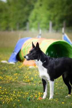 Köpek çimenlerde koşuyor. O çok çılgın bir köpek..