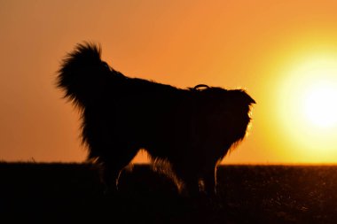 Border collie is running in the sunset. Amazing walk in the sun. Amazing evening with sun.