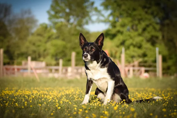 犬は花の中の草の中に座っている 彼女は旅行中でとても幸せな犬です — ストック写真