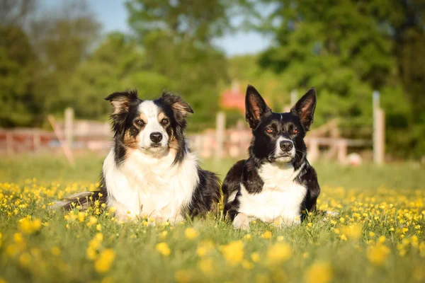 Köpekler çiçeklerin içindeki çimlerin üzerinde uzanıyorlar. Yolculukta çok mutlu..