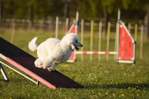 Çeviklik testere kanişi. Çek çeviklik yarışmasında harika bir gün. Ortanca uzmanlar. Anlamı A2..