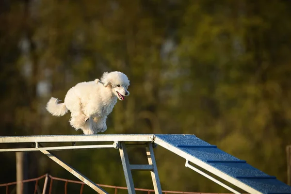 Собака Балансе Ловкости Луча Удивительный День Чешских Соревнованиях Ловкости Эксперты — стоковое фото