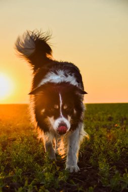 Border collie is running in the sunset. Amazing walk in the sun. Amazing evening with sun.
