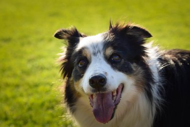 Köpek çimlerin üzerinde yatıyor. O çok çılgın bir köpek..