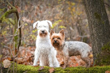 Köpekler ormanda oturuyorlar. Sonbahar portresi..