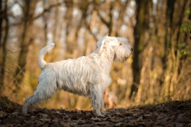 Schnauzer ormanda duruyor. Sonbahar portresi..