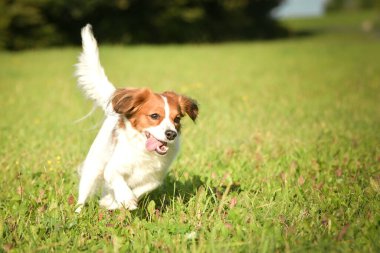 Autumn portrait of dog kooikerhondje. She is so nice dog.