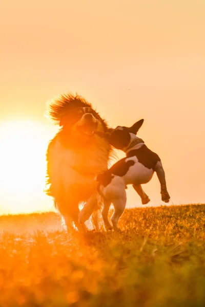 Border Collie French Buldog Running Sunset Amazing Walk Sun Amazing — Stockfoto