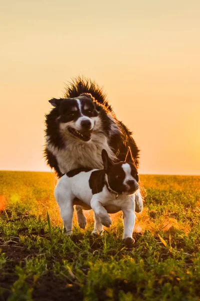 Border Collie French Buldog Running Sunset Amazing Walk Sun Amazing — 图库照片