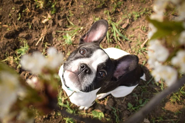 Foto Increíble Jung Boy Buldog Francés Sentado Naturaleza — Foto de Stock