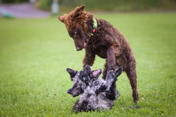 Собаки Играют Траве Сумасшедший Пёс Поездке — стоковое фото