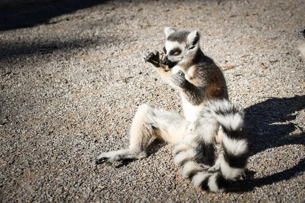 Lemur Kata Está Comiendo Poco Hierba Que Encontró Suelo — Foto de Stock